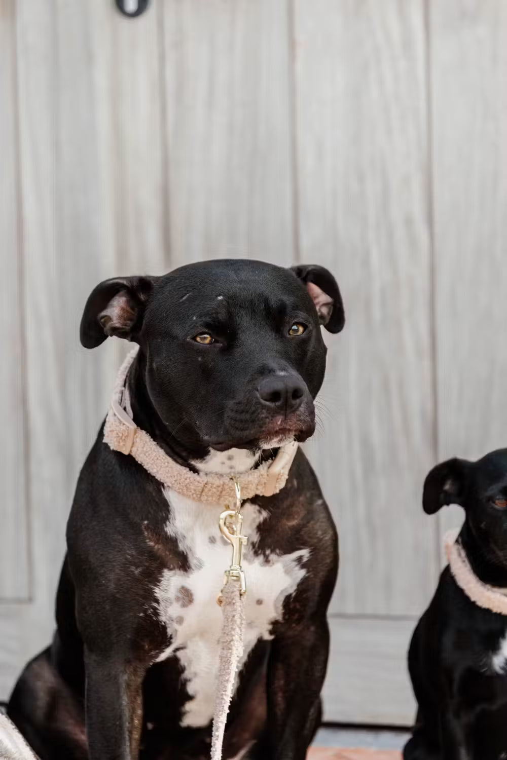 Kentucky Horsewear Dog Collar Teddy Fleece