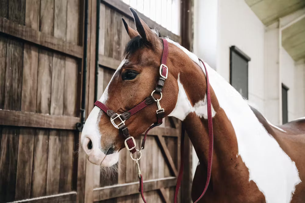 Kentucky Horsewear Plaited Nylon Halter
