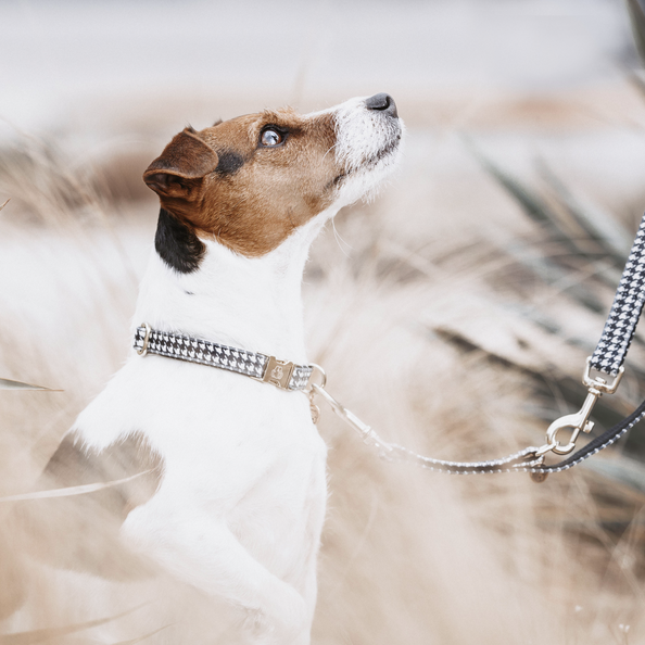 Kentucky Horsewear Dog Collar Pied-De-Poule