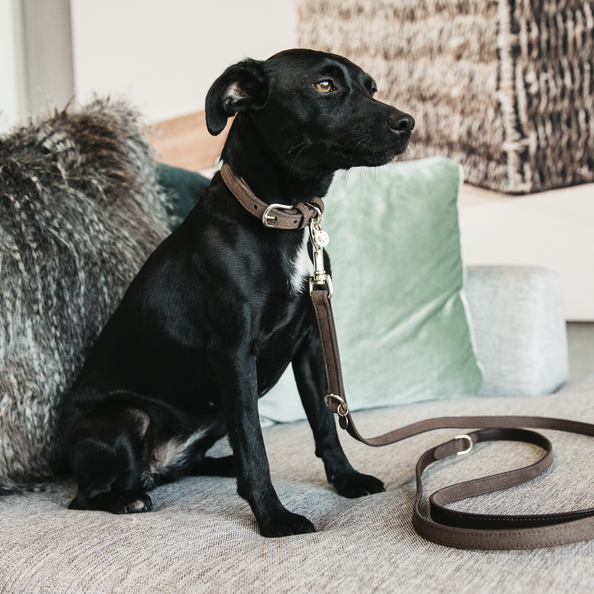 Kentucky Horsewear Dog Lead Velvet Leather