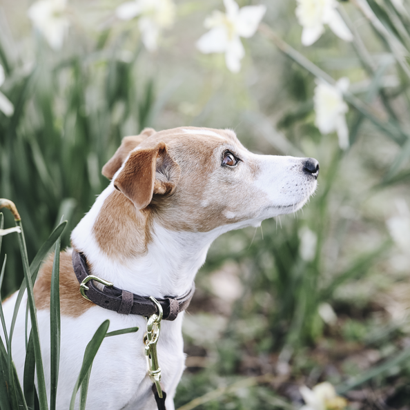 Kentucky Horsewear Dog Collar Velvet Leather