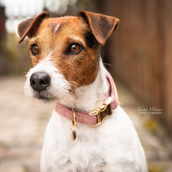 Kentucky Horsewear Dog Collar Velvet