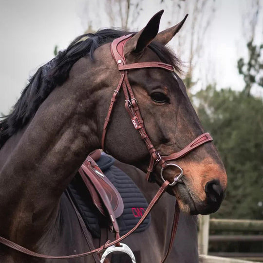 How to Choose the Right Bridle: A Rider's Guide