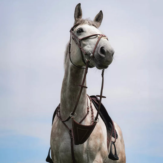 Breastplates and  Martingales: Fitting, Function, and Common Mistakes