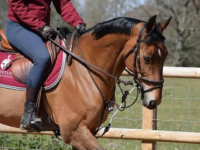 Understanding Different Types of Training Aids for Riding