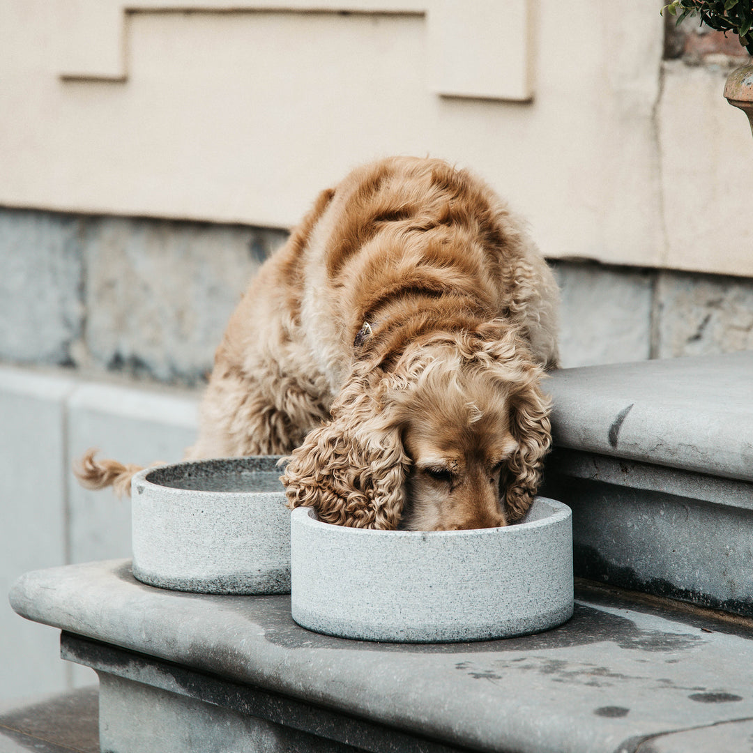 Dog Bowls