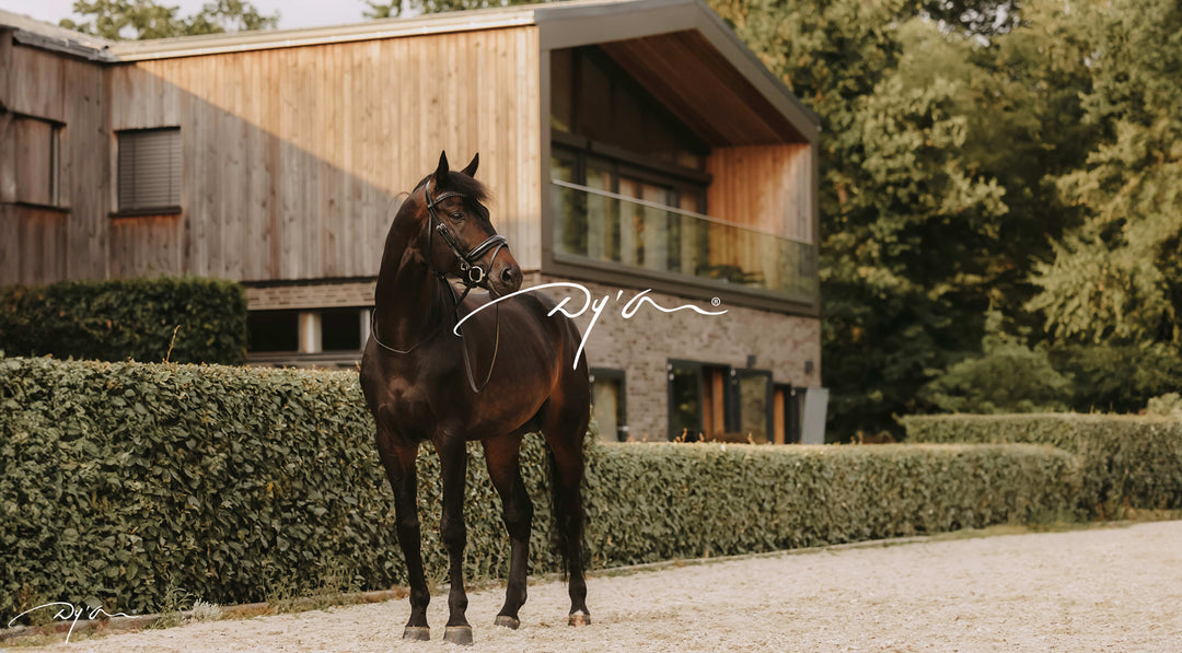 Dyon Bridles, Horse Tack & Rider Equipments