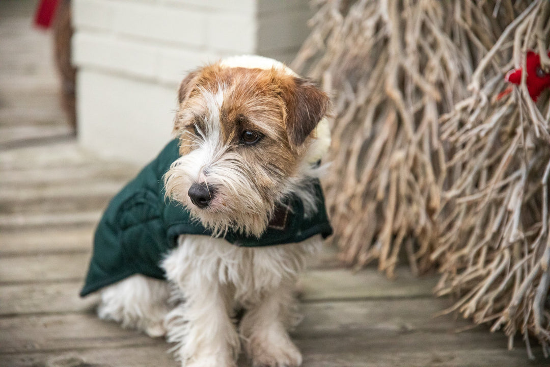 Kentucky Dogwear