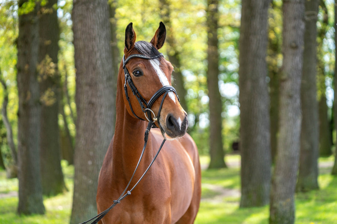 Horse Tack Sprenger