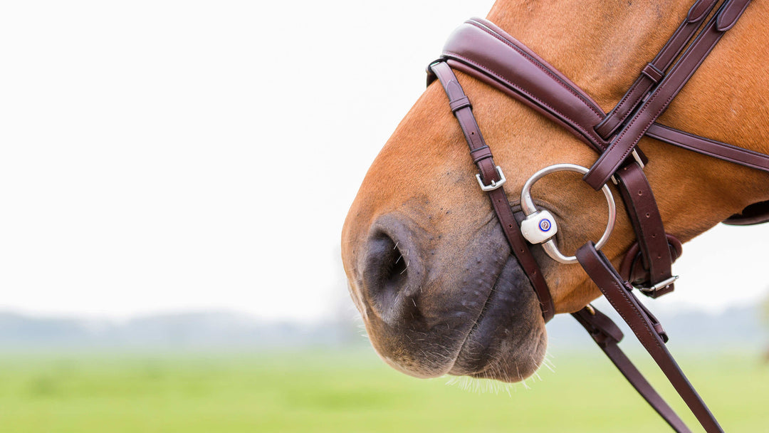 Trust Equestrian Gear & Products