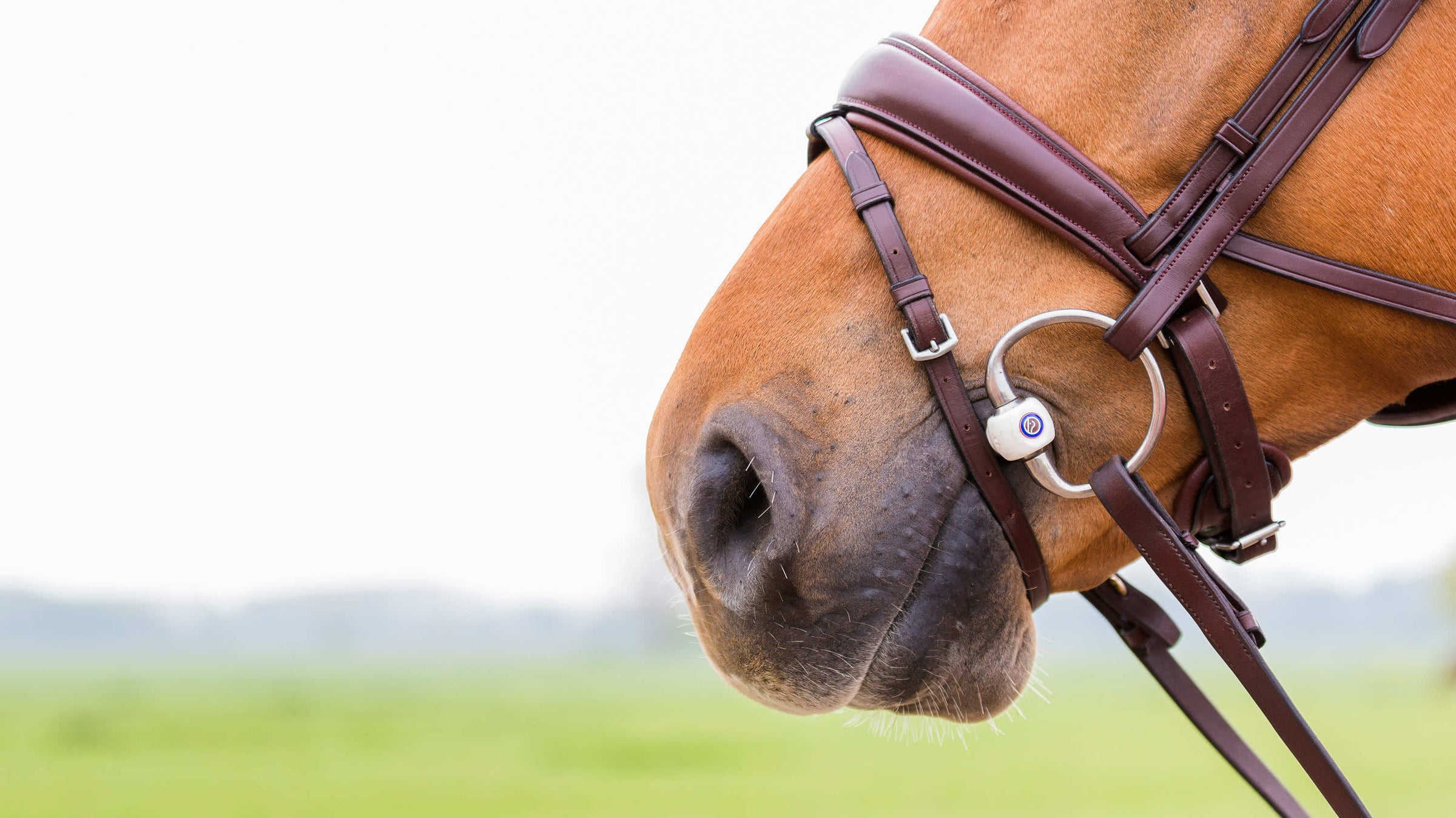 Trust Equestrian Gear & Products
