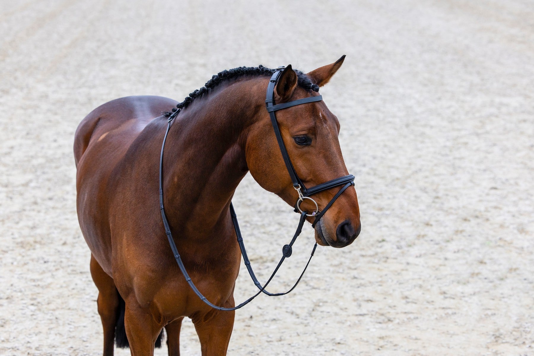 Trust Equestrian Training Bridle