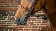 Dyon LEATHER COVERED ROPE NOSEBAND