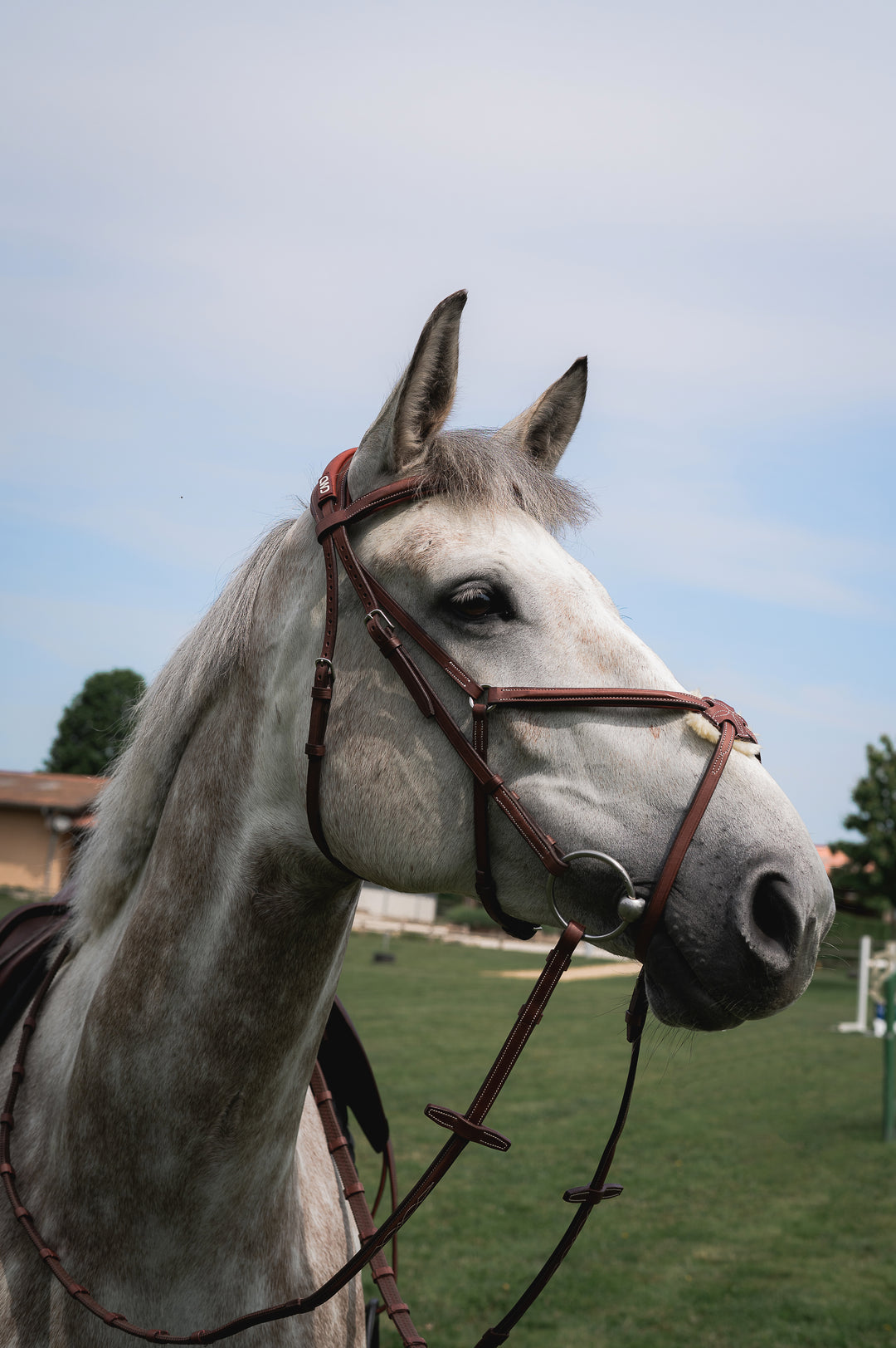 CWD Raised Figure 8 Noseband