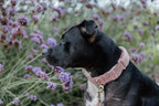 Kentucky Horsewear Dog Collar Teddy Fleece
