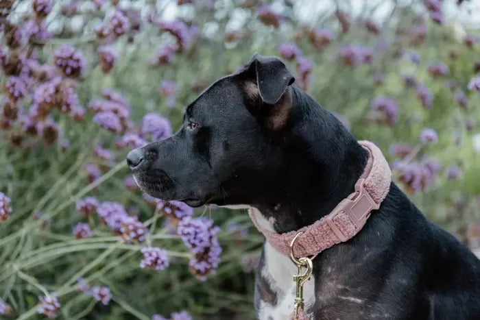 Dog Collar Teddy Fleece