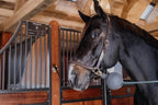 Kentucky Rubber Ball Protection Wall & Lead
