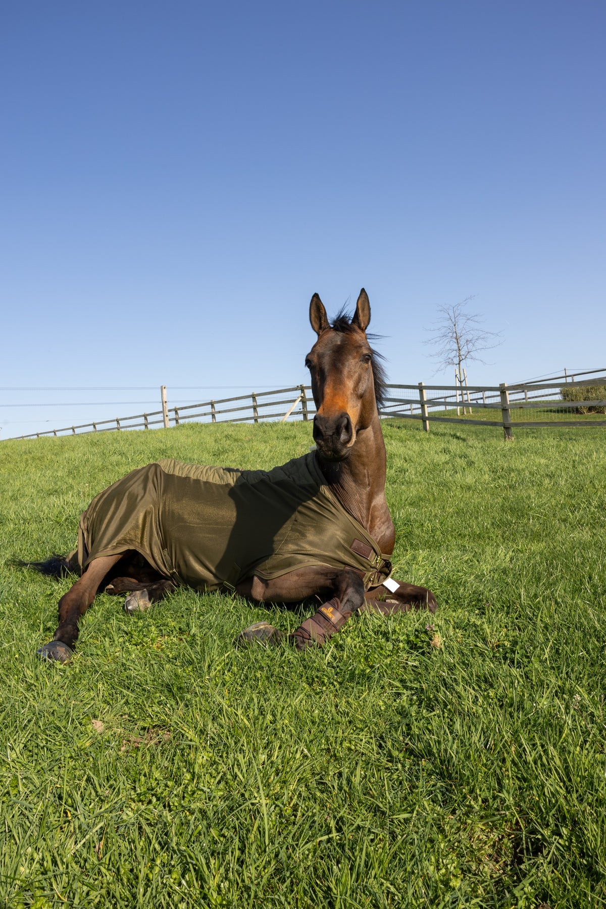 Kentucky Horsewear Transport Combo Cooler Fleece pine green
