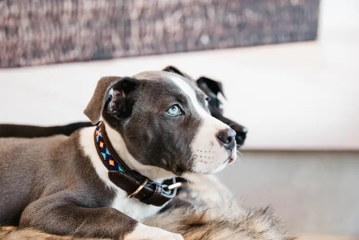 DOG COLLAR HANDMADE PEARLS