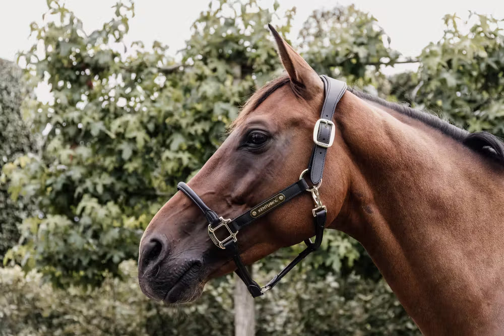 Kentucky Horsewear Leather Anatomic Halter