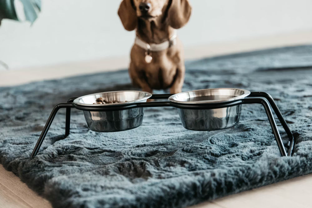 Kentucky Horsewear Dog Bowl Comfort Feeder
