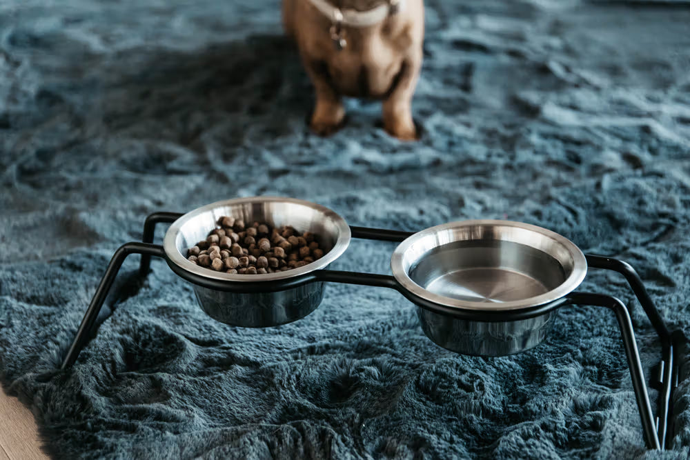 Kentucky Horsewear Dog Bowl Comfort Feeder