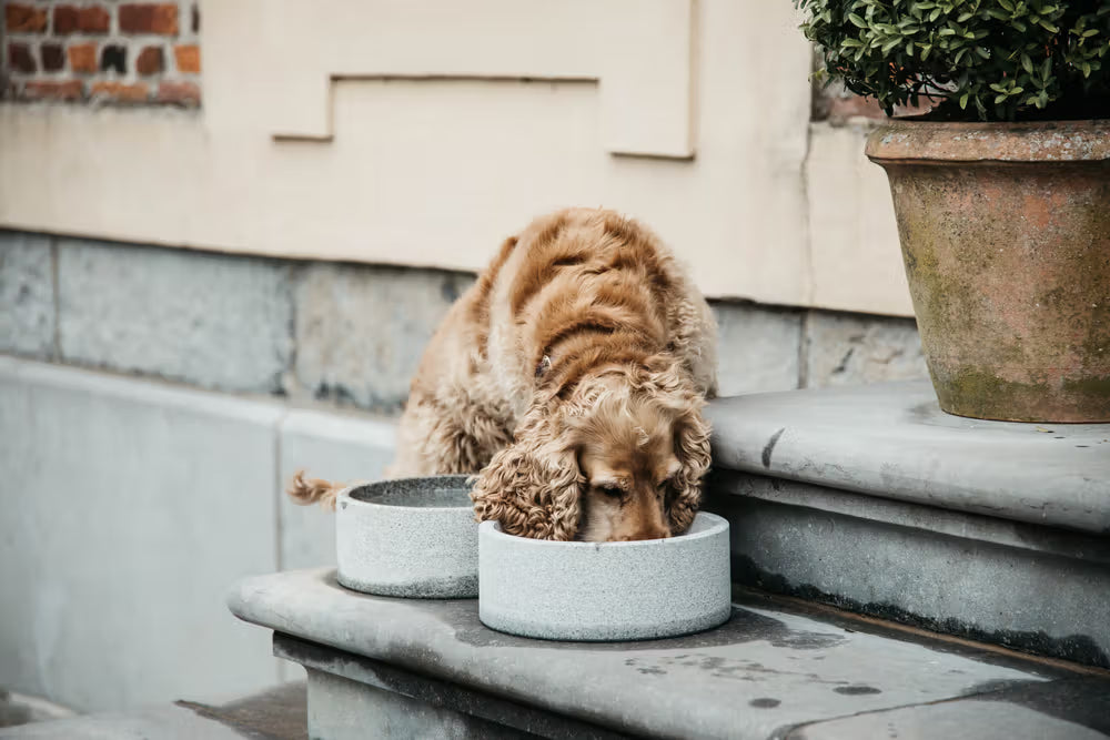 Kentucky Horsewear Dog Bowl Granite