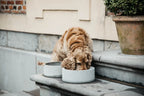 Kentucky Horsewear Dog Bowl Granite