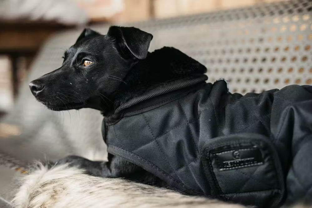 Kentucky Horsewear Dog Coat