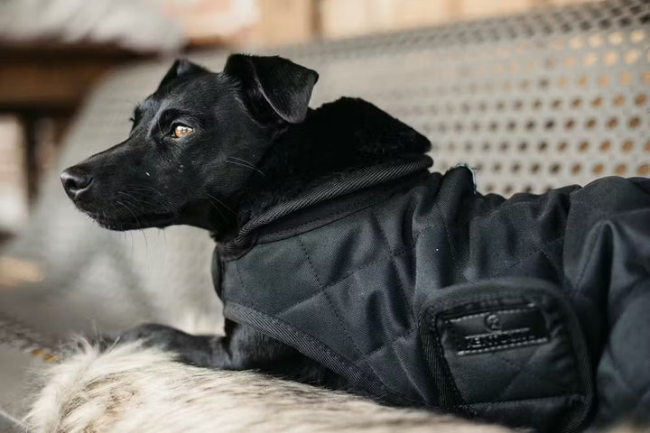 Kentucky Horsewear Dog Coat