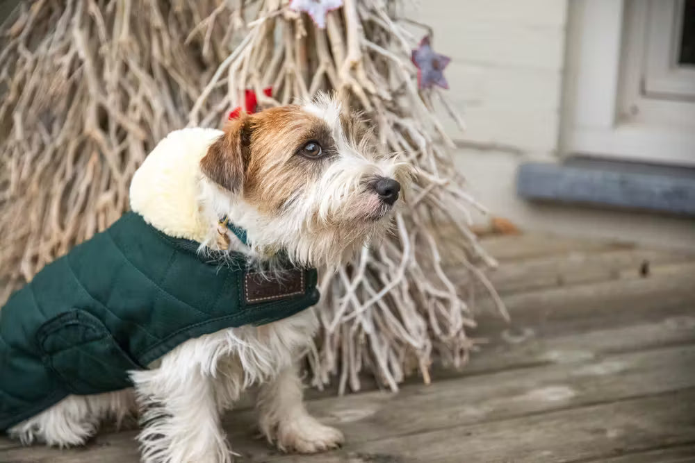 Kentucky Horsewear Dog Coat
