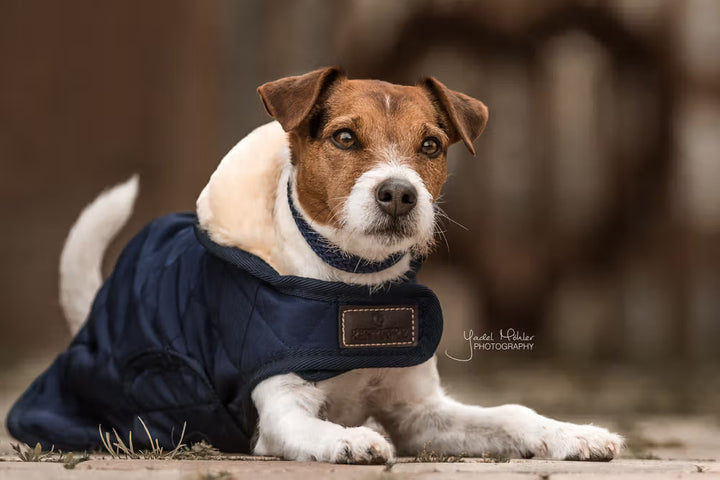 Kentucky Horsewear Dog Coat