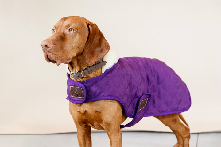 Kentucky Horsewear Dog Coat