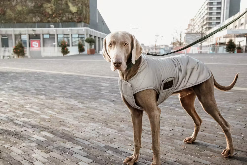 Kentucky Horsewear Dog Coat Reflective & Water Repellent
