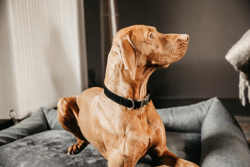 Kentucky Horsewear Dog Collar Corduroy