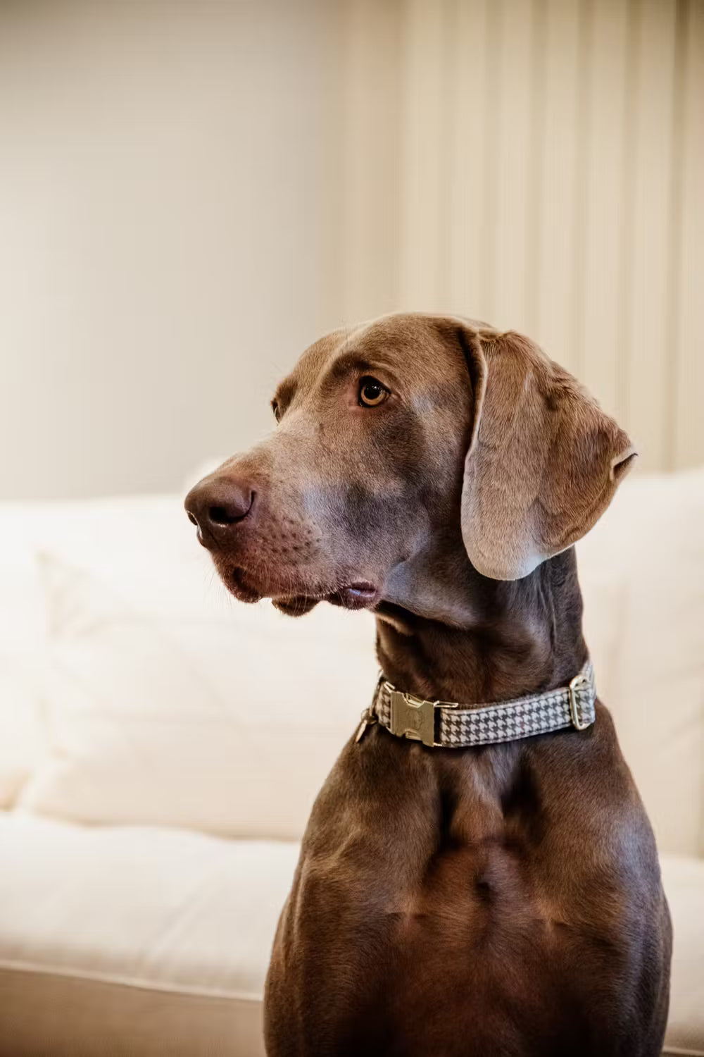 Kentucky Horsewear Dog Collar Pied-De-Poule