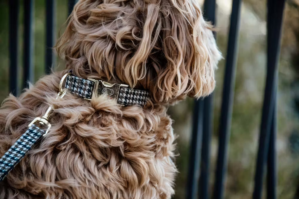 Kentucky Horsewear Dog Collar Pied-De-Poule