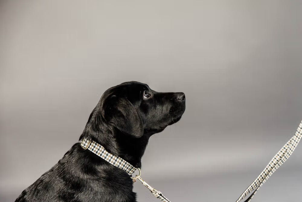 Kentucky Horsewear Dog Collar Pied-De-Poule