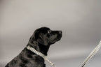 Kentucky Horsewear Dog Collar Pied-De-Poule
