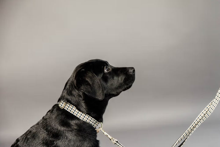 Kentucky Horsewear Dog Collar Pied-De-Poule