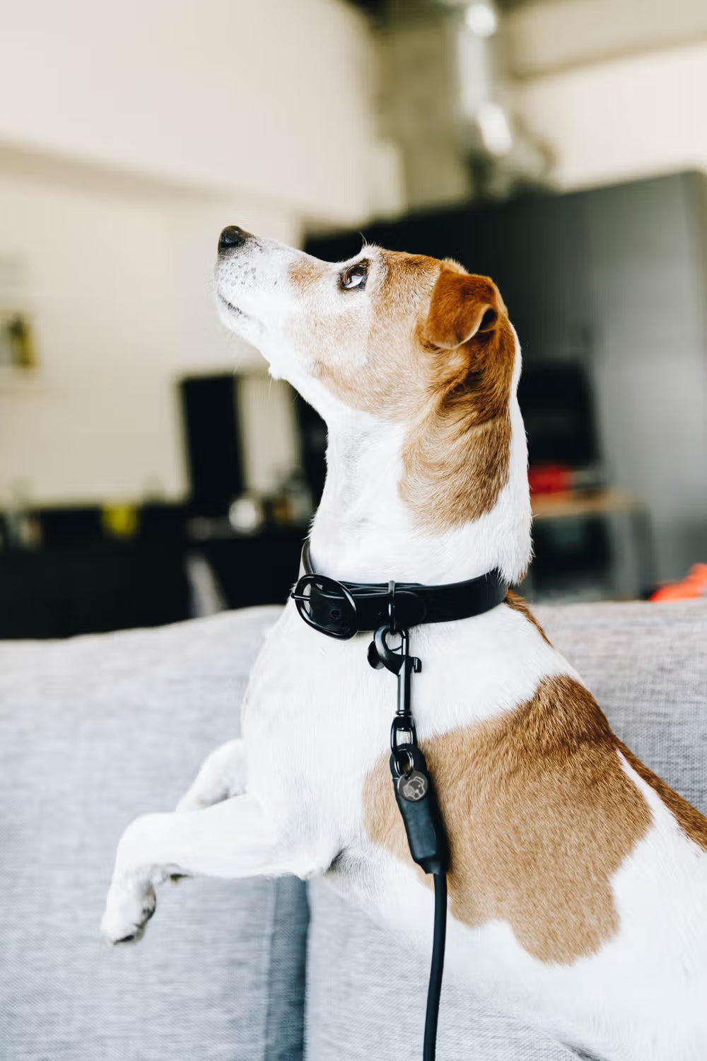 Kentucky Horsewear Dog Collar Soft Rubber