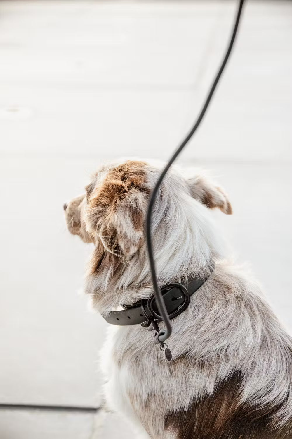 Kentucky Horsewear Dog Collar Soft Rubber