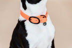 Kentucky Horsewear Dog Collar Soft Rubber
