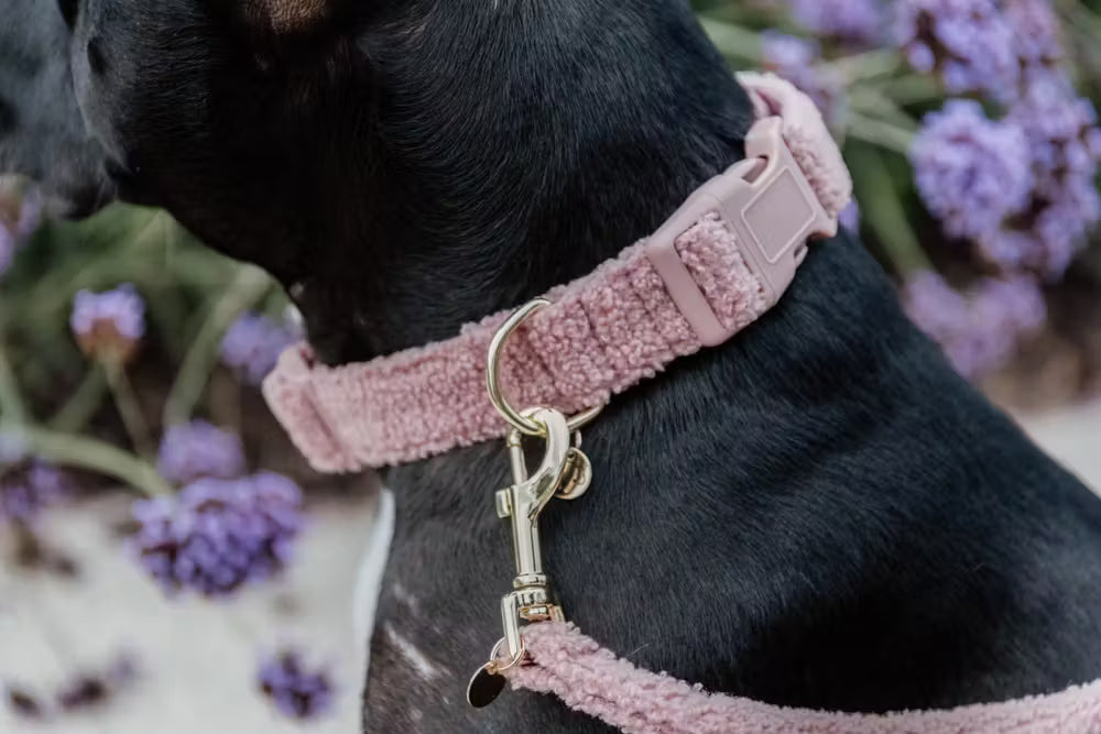 Kentucky Horsewear Dog Collar Teddy Fleece