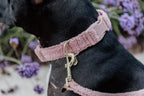 Kentucky Horsewear Dog Collar Teddy Fleece