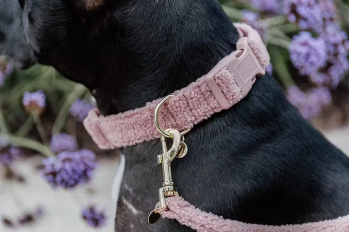 Kentucky Horsewear Dog Collar Teddy Fleece