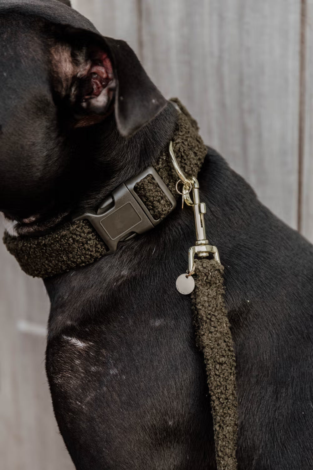 Kentucky Horsewear Dog Collar Teddy Fleece