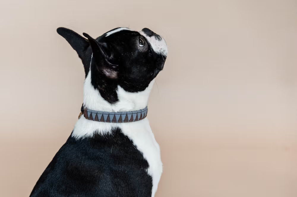 Kentucky Horsewear Dog Collar Triangle