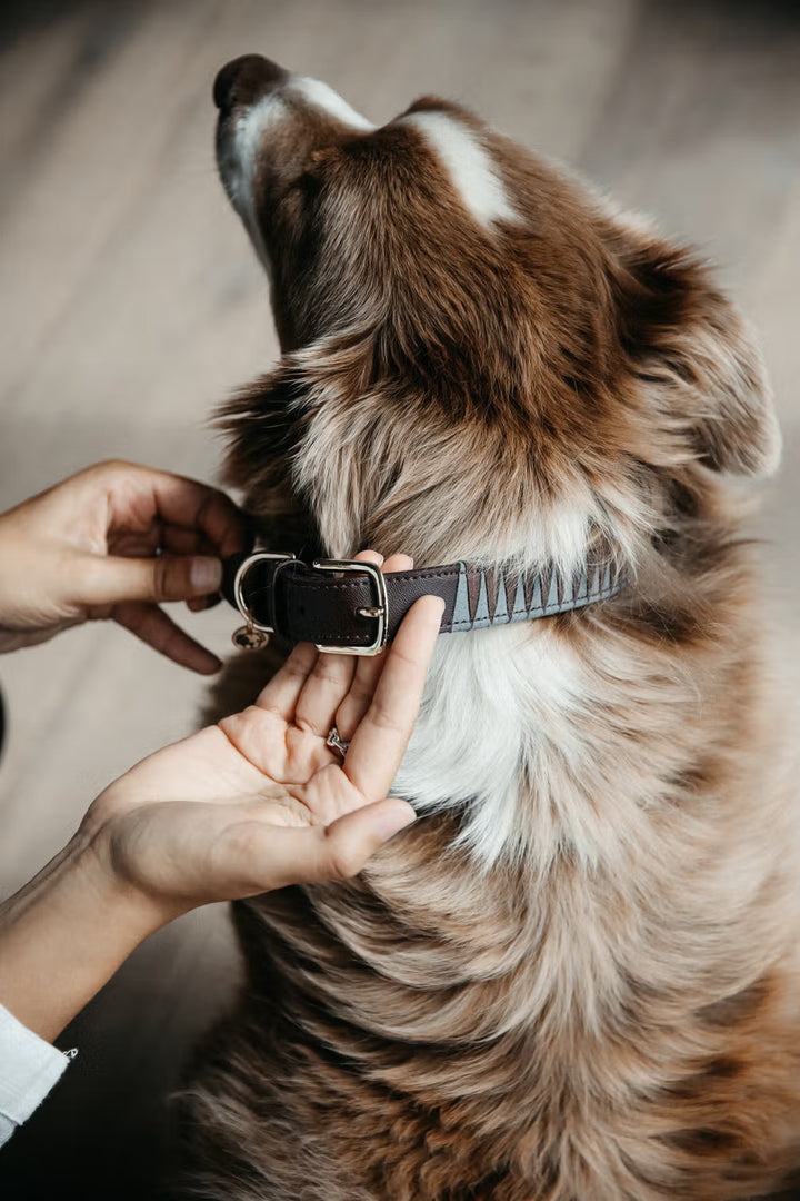 Kentucky Horsewear Dog Collar Triangle