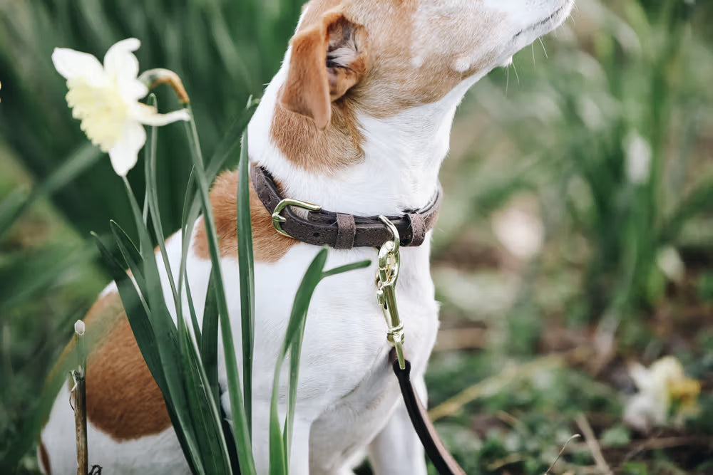 Kentucky Horsewear Dog Collar Velvet Leather
